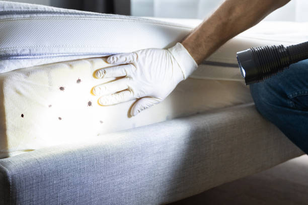Best Bed Bug Extermination  in Providence Village, TX